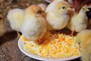 Комбикорм для цыплят яичных пород Город Калуга